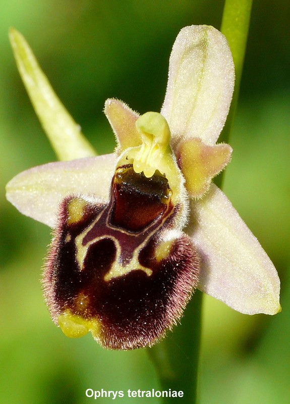 Le orchidee di Vallepietra nel Parco Naturale dei Monti Simbruini (Roma).